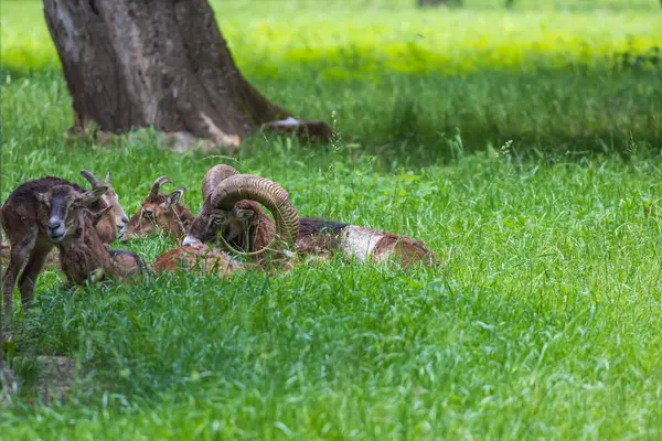 stock image A herd of Mouflon - Ovis musimon and are on a meadow in the grass