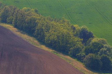 Dalgalanan güzel yeşil tarlalar ve üzerlerinde güneş parlıyor. Çek Cumhuriyeti 'nde Moravya Tuscany adlı bir dalga manzarası.