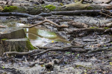 Orman manzarası. Su kenarında çamurlu bir patika. Yağmurdan sonra akış.