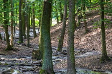 Orman manzarası. Su kenarında çamurlu bir patika. Yağmurdan sonra akış.