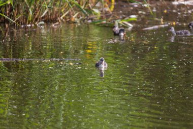 Black coot - Fulica atra a small cub swims on the surface of the pond clipart