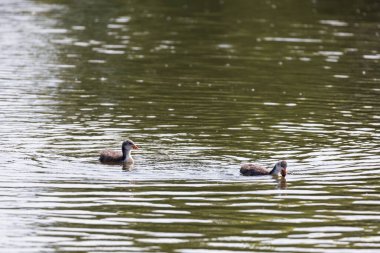 Siyah ördek - Fulica atra küçük bir yavru göletin yüzeyinde yüzer