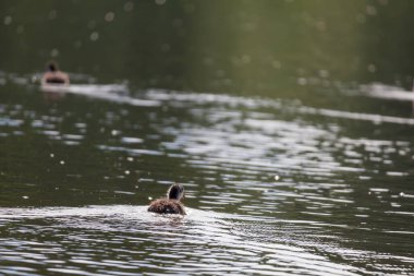 Siyah ördek - Fulica atra küçük bir yavru göletin yüzeyinde yüzer