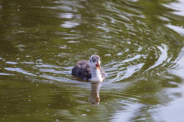 Siyah ördek - Fulica atra küçük bir yavru göletin yüzeyinde yüzer