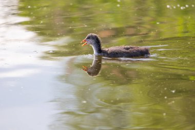 Siyah ördek - Fulica atra küçük bir yavru göletin yüzeyinde yüzer