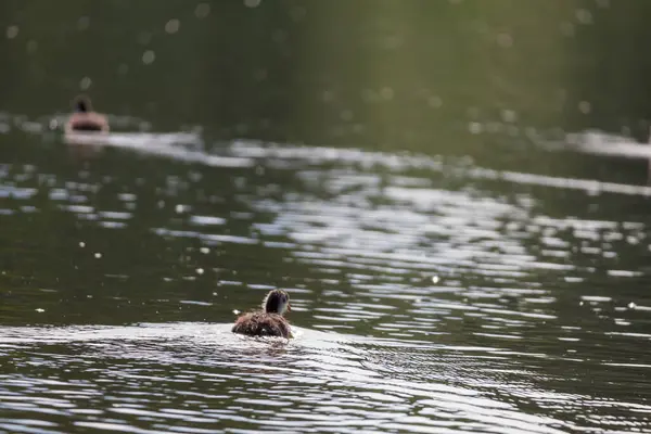 stock image Black coot - Fulica atra a small cub swims on the surface of the pond