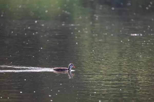 stock image Black coot - Fulica atra a small cub swims on the surface of the pond