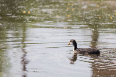 Siyah ördek - Fulica atra küçük bir yavru göletin yüzeyinde yüzer