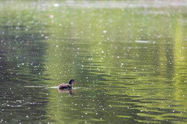 Siyah ördek - Fulica atra küçük bir yavru göletin yüzeyinde yüzer