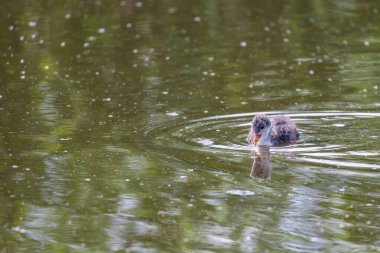 Siyah ördek - Fulica atra küçük bir yavru göletin yüzeyinde yüzer