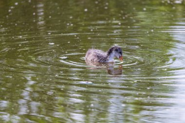 Siyah ördek - Fulica atra küçük bir yavru göletin yüzeyinde yüzer