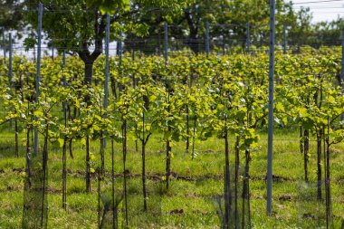 Şarap bölgesi. Bahar mevsiminde genç şarap üreticileri.