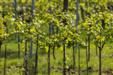Şarap bölgesi. Bahar mevsiminde genç şarap üreticileri.