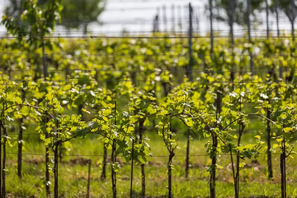Şarap bölgesi. Bahar mevsiminde genç şarap üreticileri.