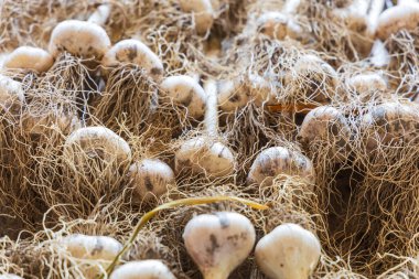 Sarımsaklı karanfiller odada depolanmak için kurutuluyor.