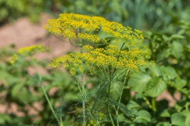 Dill, çiçek tarlasında olgunlaşmamış bir çiçek. Bir karınca bir çiçeğin peşinden sürünür..