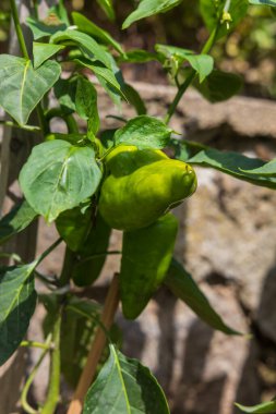 Bahçedeki sapın üzerinde olgunlaşmış büyük yeşil bir biber.