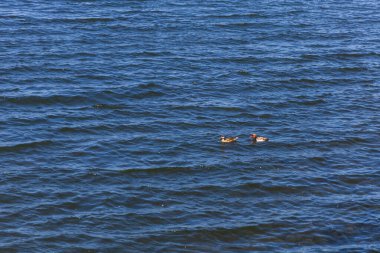 Ördekler gölde suda yüzerler.