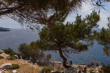 Yangından sonra yanan ağaçların olduğu deniz manzarası. Alyki bölgesi Thassos Adası Yunanistan. Ağaçlar çoktan yeşile döndü..