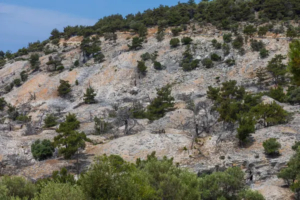 Yangından sonra yanan ağaçların olduğu deniz manzarası. Alyki bölgesi Thassos Adası Yunanistan. Ağaçlar çoktan yeşile döndü..