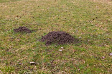 A mound of dirt - a mole from a mole in the green grass.