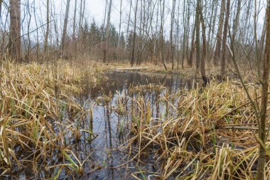 Su baskını ormanı. Suda büyüyen ağaçlar. Vahşi doğa. Göl ve ağaçlar