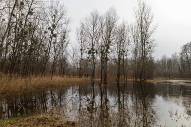 Floodplain forest. Trees growing in water. Wild nature. Pond and trees clipart