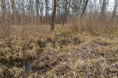 Su baskını ormanı. Suda büyüyen ağaçlar. Vahşi doğa. Göl ve ağaçlar