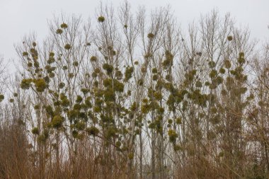 Mistletoe grows like a parasite on a tree. clipart