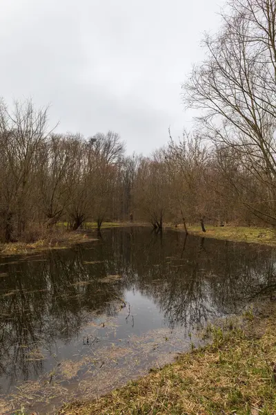 stock image Floodplain forest. Trees growing in water. Wild nature. Pond and trees