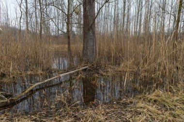 Su baskını ormanı. Suda büyüyen ağaçlar. Vahşi doğa. Göl ve ağaçlar