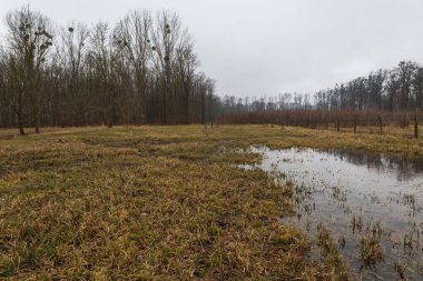 Su baskını ormanı. Suda büyüyen ağaçlar. Vahşi doğa. Göl ve ağaçlar