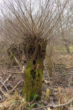 Sel yatağı ormanı ve söğüt ağacı. Su ağaçların etrafında akar. Manzara batan güneşle aydınlanır..