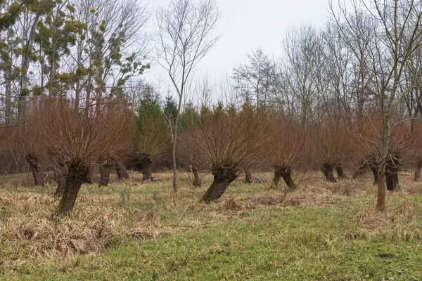 stock image Floodplain forest and willow - Salix caprea. Water flows around the trees. The landscape is illuminated by the setting sun.