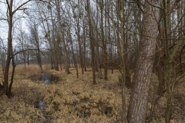 Sel yatağı ormanı ve söğüt ağacı. Su ağaçların etrafında akar. Manzara batan güneşle aydınlanır..