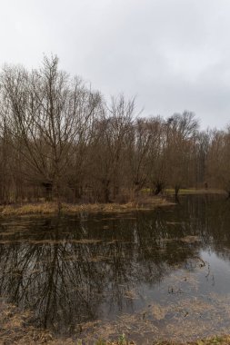 Su baskını ormanı. Suda büyüyen ağaçlar. Vahşi doğa. Göl ve ağaçlar