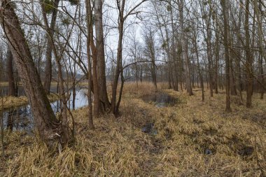 Sel yatağı ormanı ve söğüt ağacı. Su ağaçların etrafında akar. Manzara batan güneşle aydınlanır..