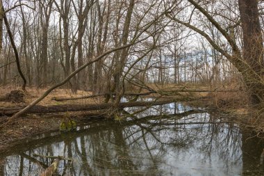Sel yatağı ormanı ve söğüt ağacı. Su ağaçların etrafında akar. Manzara batan güneşle aydınlanır..