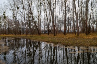 Su baskını ormanı. Suda büyüyen ağaçlar. Vahşi doğa. Göl ve ağaçlar
