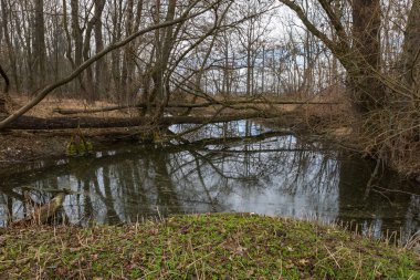 Floodplain forest and willow - Salix caprea. Water flows around the trees. The landscape is illuminated by the setting sun. clipart