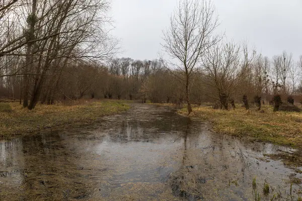 stock image Floodplain forest. Trees growing in water. Wild nature. Pond and trees