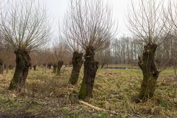 stock image Floodplain forest and willow - Salix caprea. Water flows around the trees. The landscape is illuminated by the setting sun.