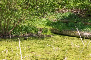 Sazlıklar ve yeşil yosunlarla kaplanmış bir gölet..