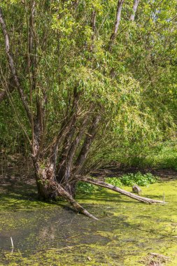 A pond overgrown with reeds and green algae. clipart