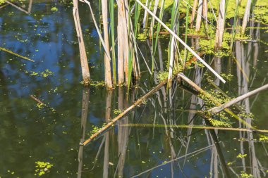 A pond overgrown with reeds and green algae. clipart