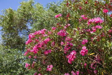 Aliki Alyki adası Thassos Yunanistan 'ın güzel deniz manzarası.