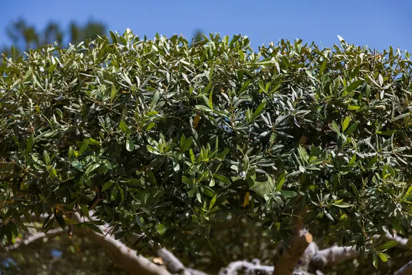 Aliki Alyki adası Thassos Yunanistan 'ın güzel deniz manzarası.