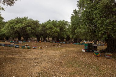 Yunanistan 'ın Thassos adasında zeytin korusu ve küçük renkli arı kovanları