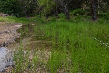 Yunanistan 'ın Thassos adasında tatlı su gölü evleniyor