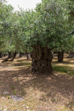 Yunanistan 'ın Thassos adasındaki zeytinlik. Büyük ağaçlar zeytin verir..